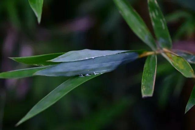 蜘蛛居然会哺乳？奶水足还营养好？