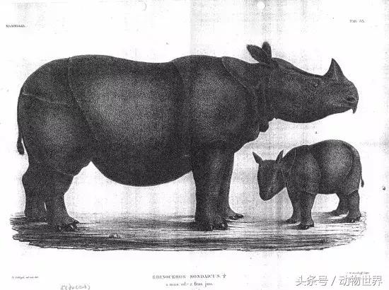 史海鈎沉：淺說爪哇犀圈養史