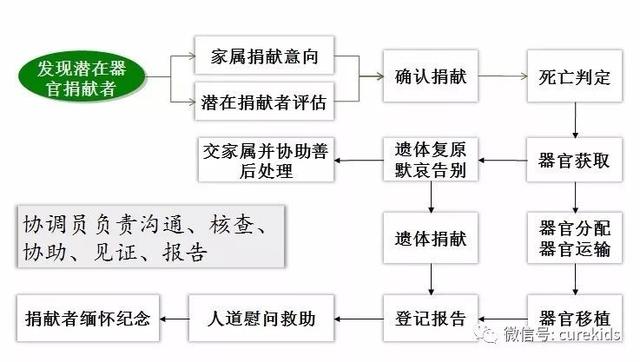 《人间世》安仔捐献了眼角膜，器官捐献是如何进行的？