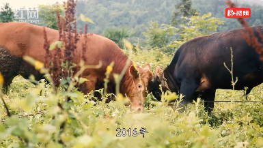 圆梦小康 甜了老乡③丨新晃脱贫养黄牛 日子有奔头