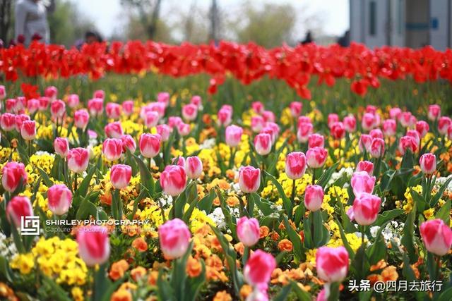 上海最火的網紅植物園，幾乎每個月都有值得打卡的花，你去了嗎？