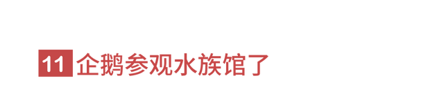 狐狸上街、野猪狂奔。人类消失不见后，动物们有多兴奋