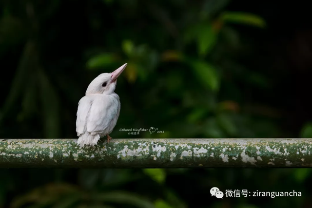 最近幾天，新加坡一只白化的白領翡翠幼鳥成了“網紅”