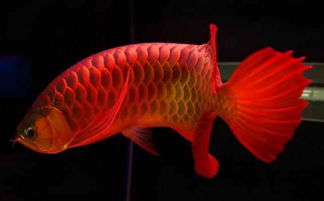 常見的龍魚有銀龍魚、紅龍魚、金龍魚，這期分享各個洲龍魚品種