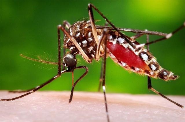 多國暴發登革熱，常見的“花蚊子”是主要傳播者，你被它咬過嗎