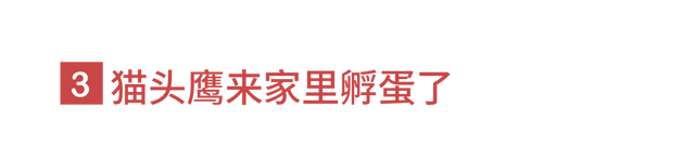 狐狸上街、野猪狂奔。人类消失不见后，动物们有多兴奋