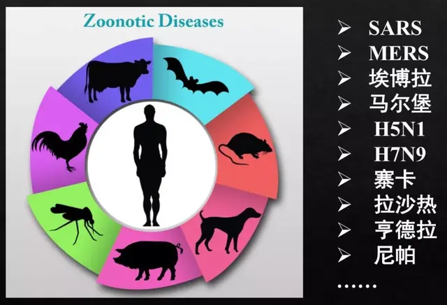 這些野生動物的病毒怎麽就到了人類社會？