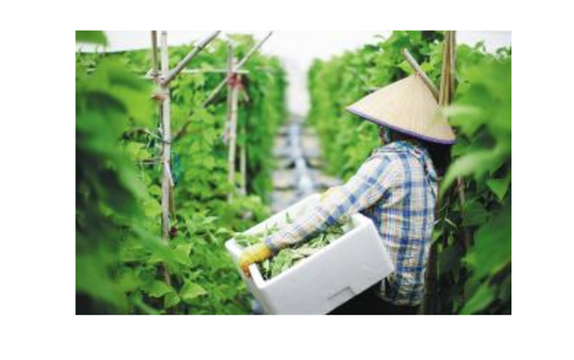 越南農産品國際化：擴大有機農業生産，推動農産品品牌化