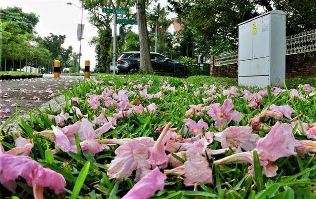 30種櫻花讓你一飽眼福！在哪兒？就在新加坡！