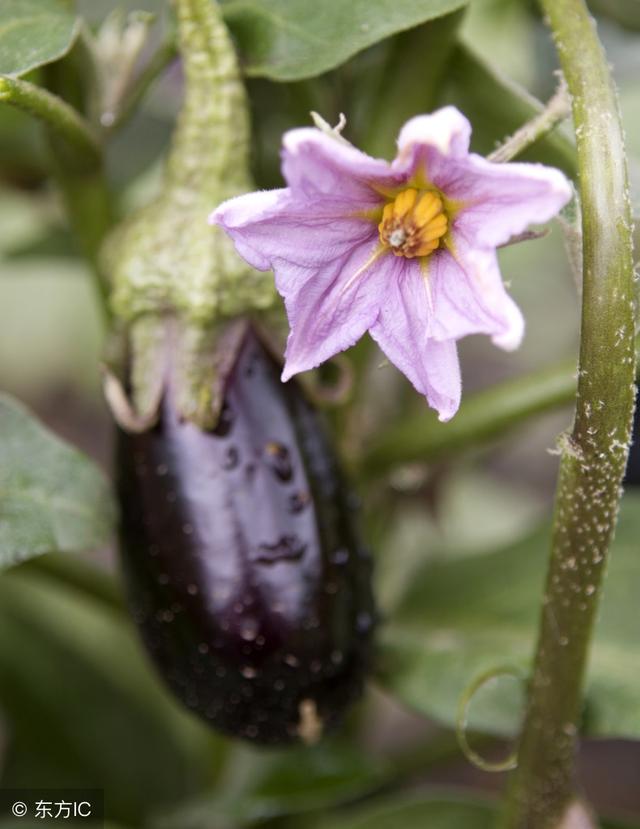 教师节送狗牙根？礼物超过5新币要没收……东南亚这样过教师节