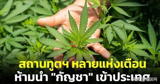 泰王国驻多国大使馆发布提醒：大麻在各国仍属毒品