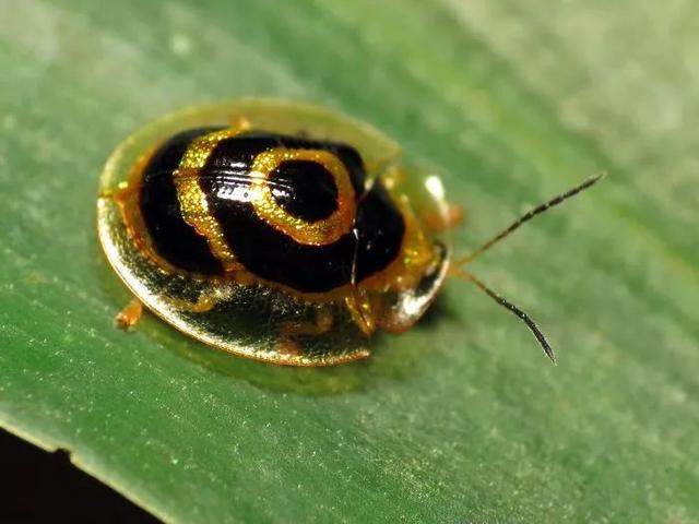 这波生物长得一个比一个奇怪的，感觉地球好危险啊……