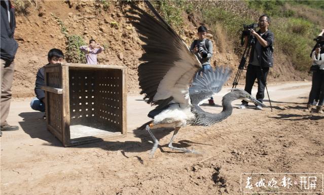 “全球仅200余只，云南小伙救下神秘大鸟”追踪：大鸟安装观测仪后放归