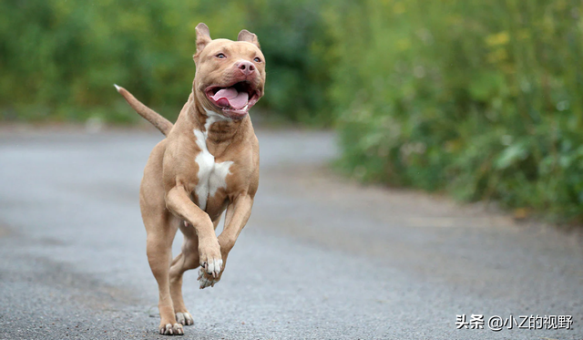 被稱爲猛犬的五個品種，有些是鬥犬出身，它們的曆史淵源有哪些？