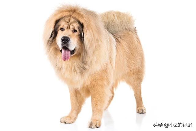 被称为猛犬的五个品种，有些是斗犬出身，它们的历史渊源有哪些？