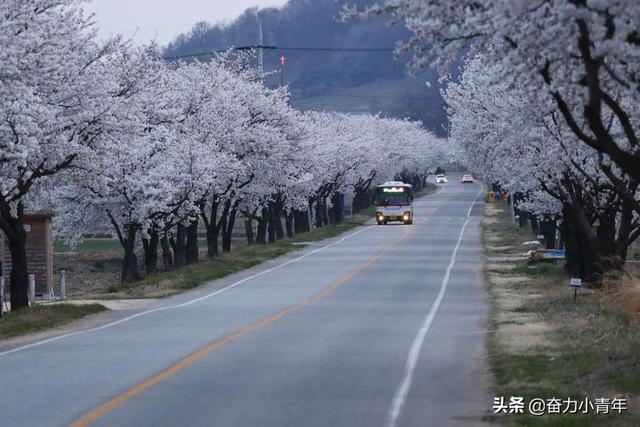 这些全球最美的樱花观赏地，你去过几个？