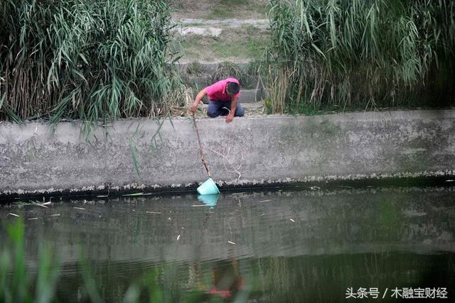 直击变味的放生乱象：利益与“善举”背后的遍地尸骸