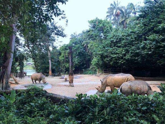 《躺在床上环游世界》新加坡动物园游览（多图预警！~)
