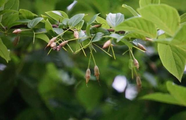 重开后与草木相逢，上海植物园专家：为什么说植物园和城市公园不一样？