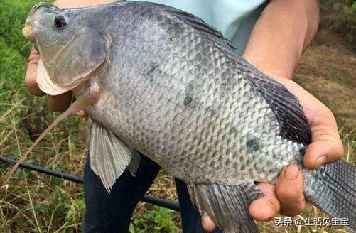 小罗非鱼好钓大罗非难钓，用河虾做饵钓一般钓到的都是巴掌非