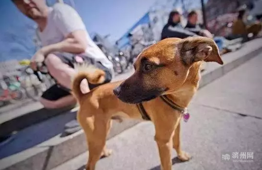 濱州市民如何優雅地養犬，小編推薦國外先進做法