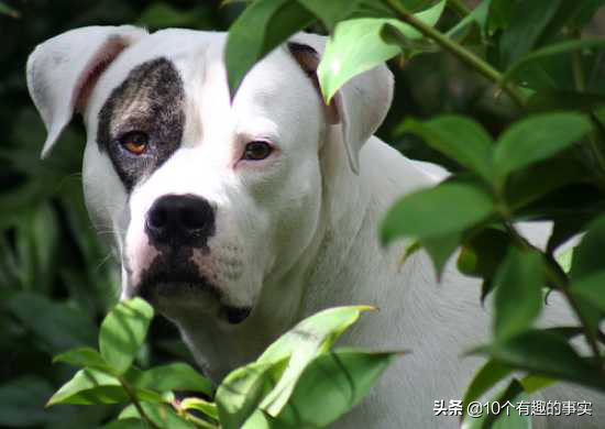 10条被世界多数国家禁养的犬种，看看你家有没有