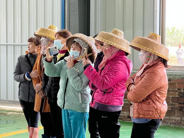 广东菠萝今年大丰收，出口首单发车新加坡