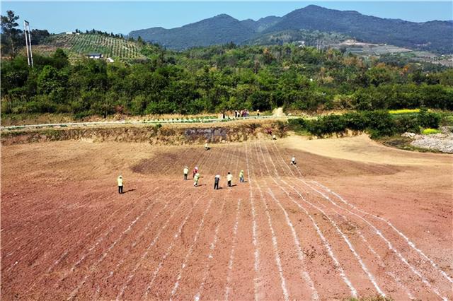 铜梁：盘活闲置土地 种植高粱促农增收