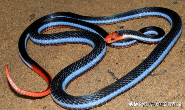 世界之最｜毒蛇界中毒腺最長的蛇，連眼鏡王蛇都害怕的對手