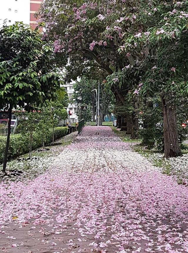 新加坡“樱花”迎来花季，漫天花雨一起来看看吧