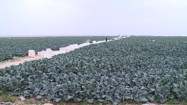 丰乐镇高原夏菜喜获丰收