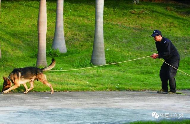 史上最全面介绍-昆明犬