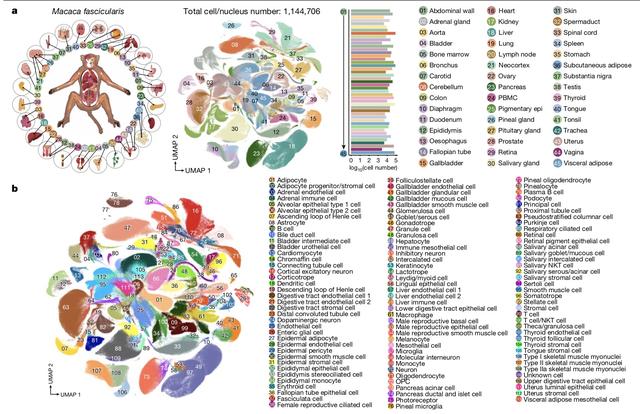 特稿｜中国绘就全球首个猕猴全细胞图谱，人类细胞图谱又有何挑战