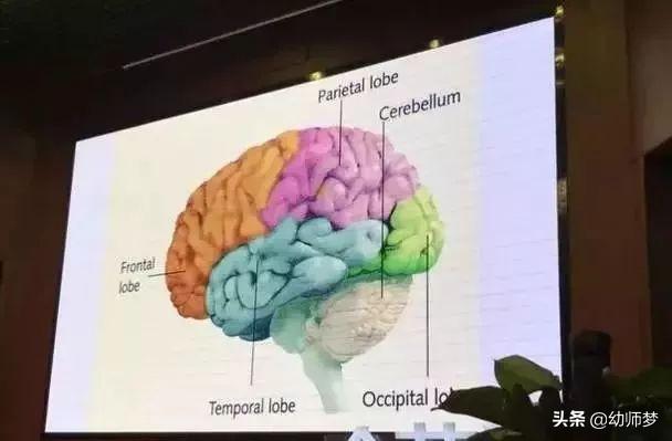 「重磅报告」著名脑科学家：激活孩子大脑最好的三个方法