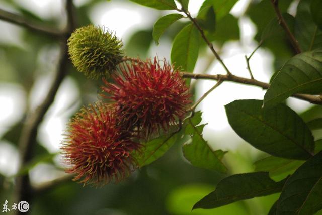 這種原産自東南亞的熱帶水果，渾身是刺似板栗，吃起來卻像荔枝
