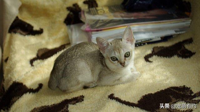 新加坡貓——世界上體型最小的貓咪，也是最黏人的貓咪