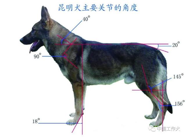 史上最全面介绍-昆明犬