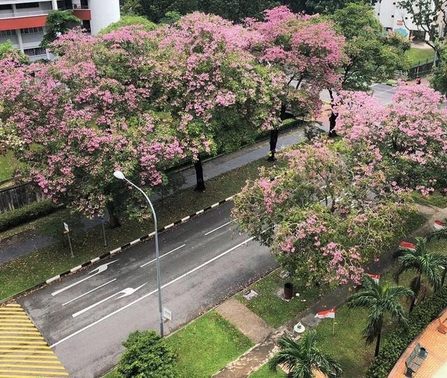 30種櫻花讓你一飽眼福！在哪兒？就在新加坡！