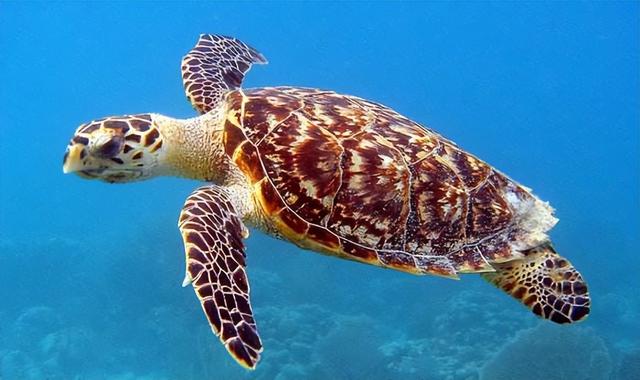 實現年均複利80%的海龜交易法詳解
