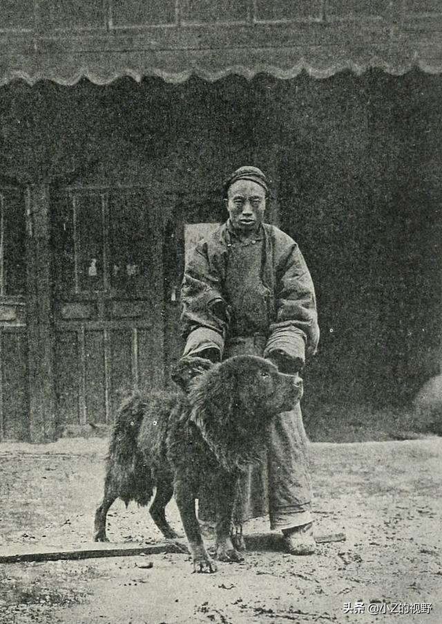 被稱爲猛犬的五個品種，有些是鬥犬出身，它們的曆史淵源有哪些？