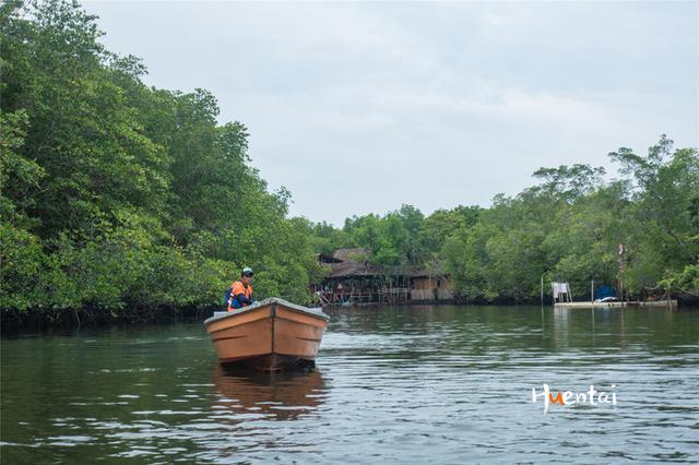 印尼民丹岛旅游，探秘原始红树林，游客：害怕又回味