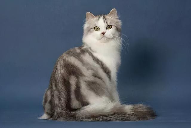 最爱掉毛的3种猫，和不掉毛的3种猫，你养对了吗？