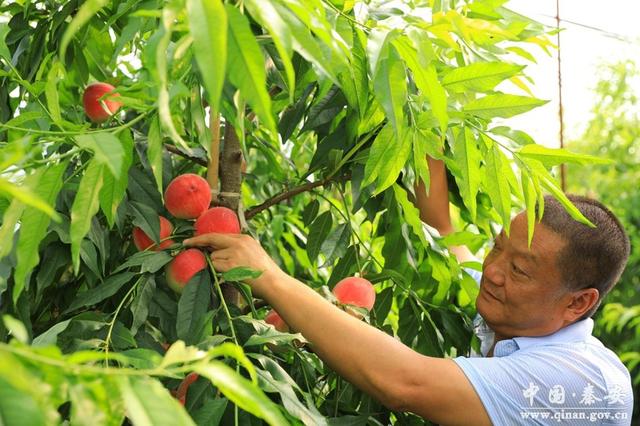 秦安首批蜜桃空運新加坡 實現甘肅跨境電商B2B出口零突破