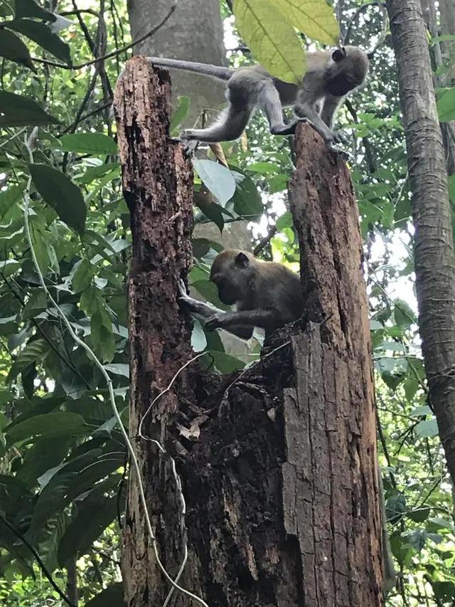 登上新加坡的最高峰