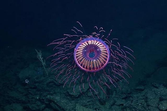 这波生物长得一个比一个奇怪的，感觉地球好危险啊……