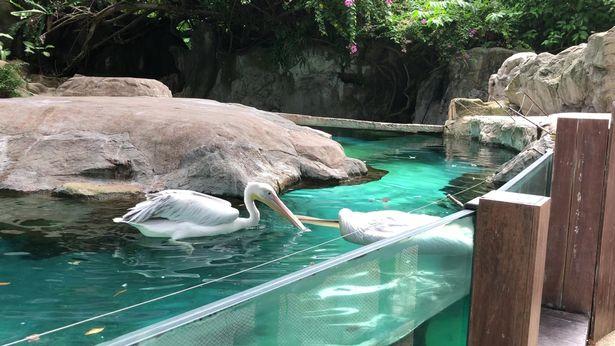 心碎！新加坡动物园内一只鹈鹕试图唤醒已死去的朋友（视频）
