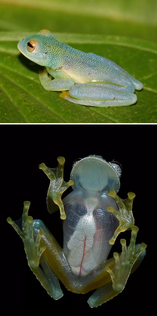 这波生物长得一个比一个奇怪的，感觉地球好危险啊……