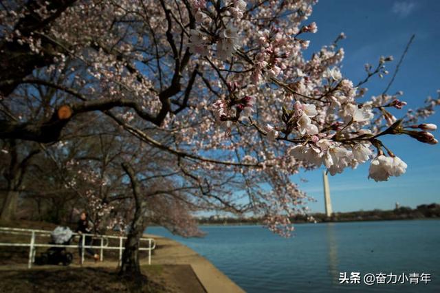 这些全球最美的樱花观赏地，你去过几个？