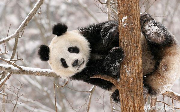 大熊猫在国外的地位怎么样？外媒：头可断血可流，熊猫不能丢！