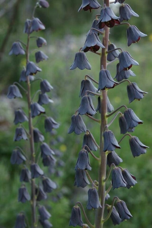 被“黑化”后的鲜花=黑暗系女王范？